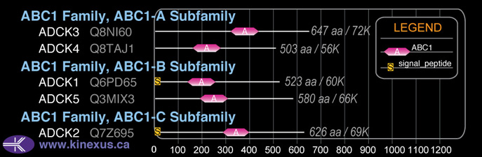 subfamily domain