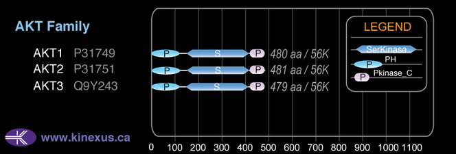 subfamily domain