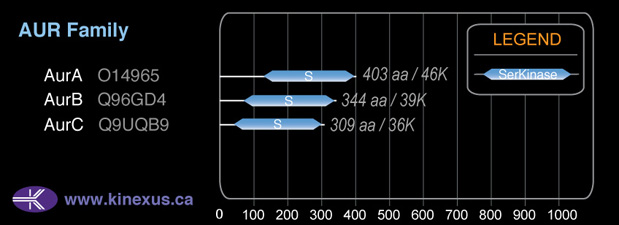 subfamily domain