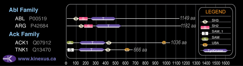 subfamily domain