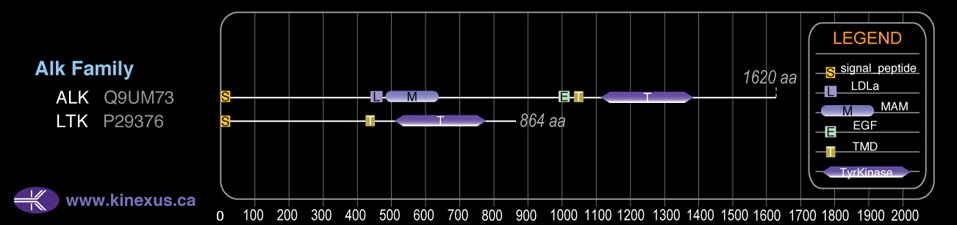 subfamily domain