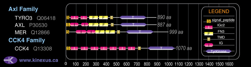 subfamily domain