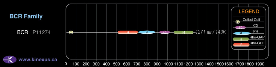 subfamily domain