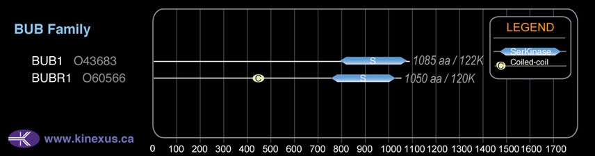 subfamily domain