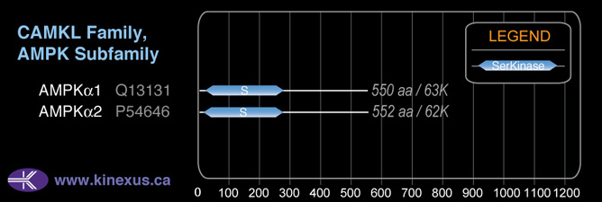 subfamily domain