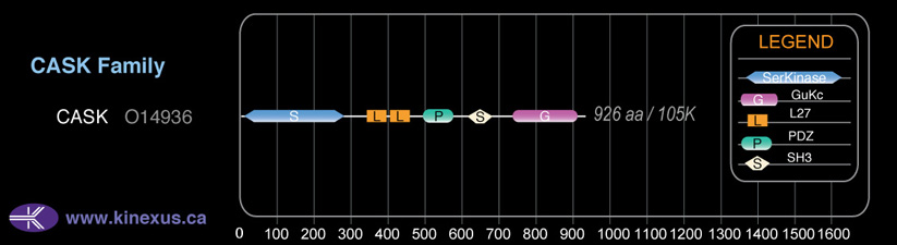 subfamily domain