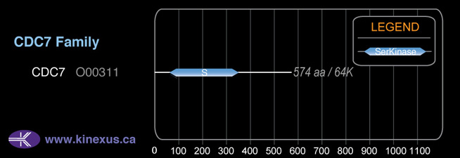 subfamily domain