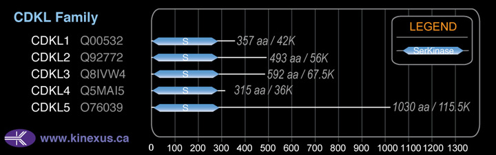 subfamily domain