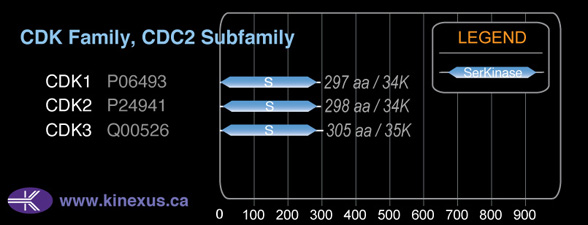 subfamily domain