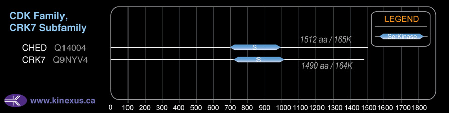 subfamily domain