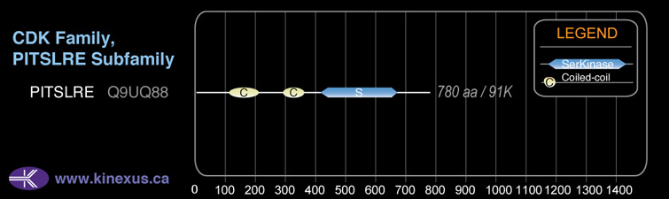 subfamily domain