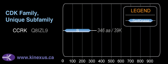 subfamily domain