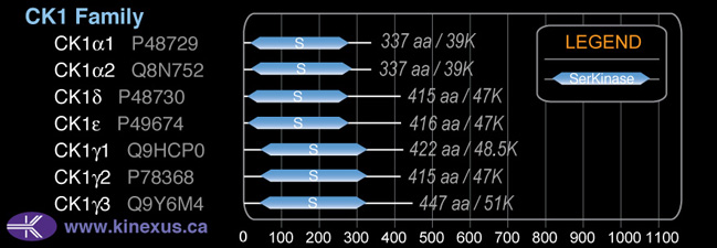 subfamily domain