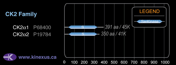 subfamily domain