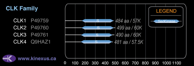 subfamily domain