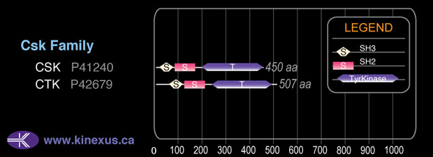 subfamily domain