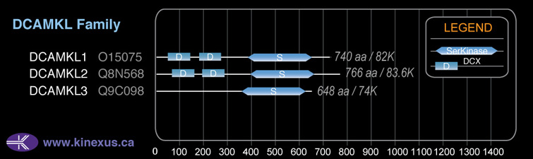 subfamily domain