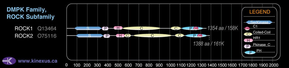 subfamily domain