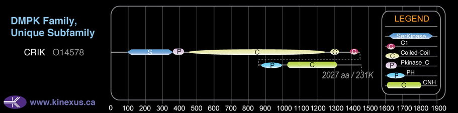 subfamily domain