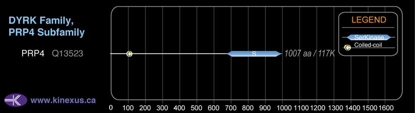 subfamily domain