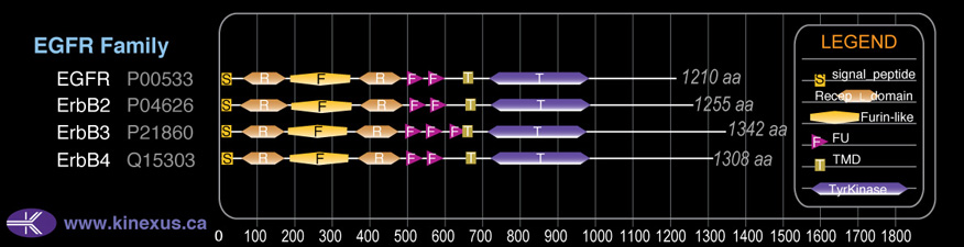 subfamily domain