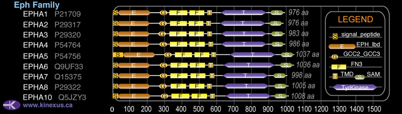 subfamily domain