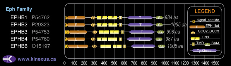 subfamily domain