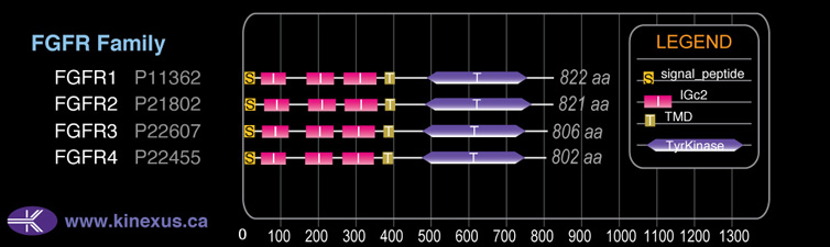 subfamily domain