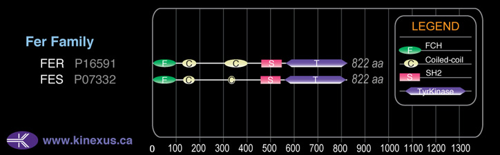 subfamily domain