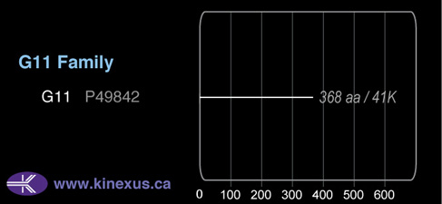 subfamily domain