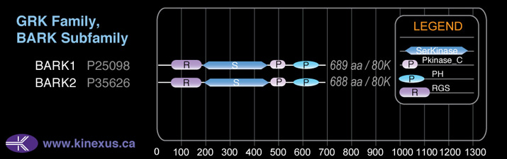 subfamily domain