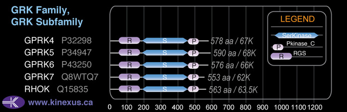 subfamily domain