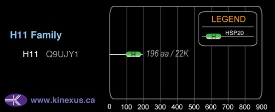 subfamily domain