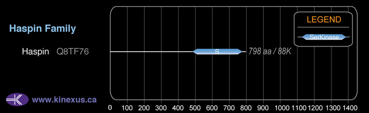 subfamily domain