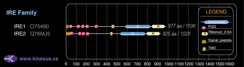 subfamily domain