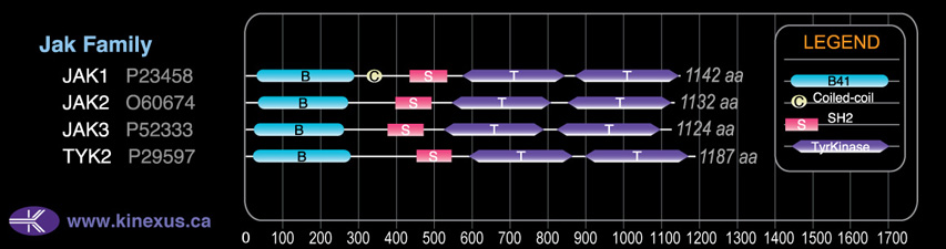 subfamily domain