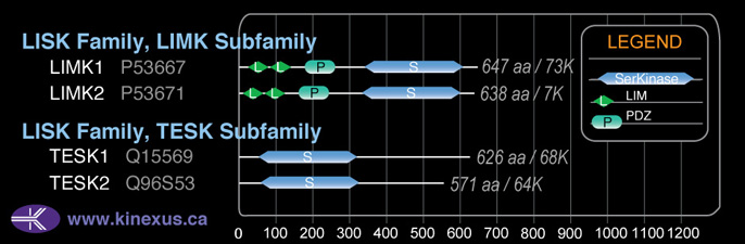 subfamily domain