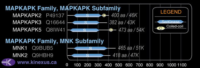 subfamily domain