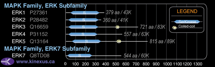 subfamily domain