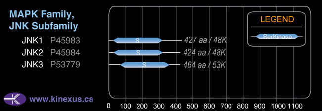 subfamily domain