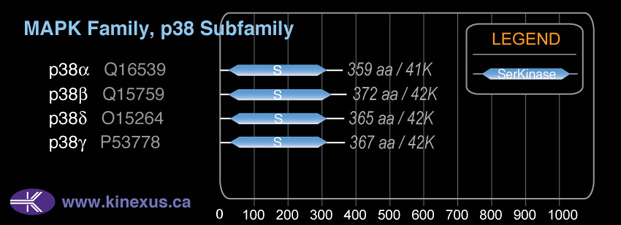 subfamily domain