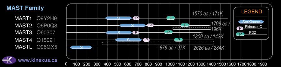 subfamily domain