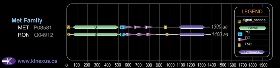 subfamily domain