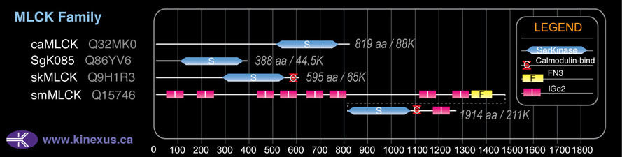 subfamily domain