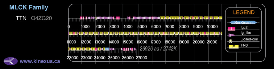 subfamily domain