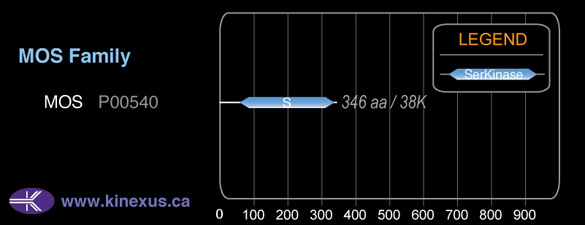 subfamily domain