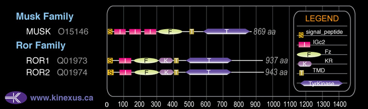 subfamily domain