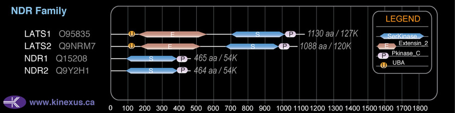 subfamily domain