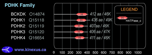 subfamily domain