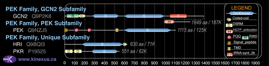 subfamily domain